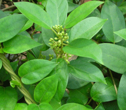 Gymnema sylvestre